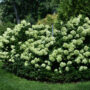 Hydrangea Paniculata – Little Lime – #2 Container